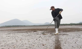 Ngao chết trắng bãi bất thường, nhiều hộ dân lâm cảnh khó khăn