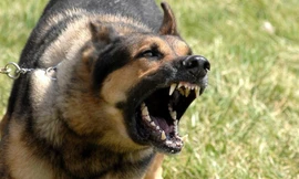 Ảnh minh họa: Internet