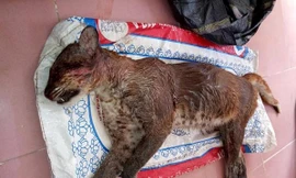 Cá thể beo nghi là beo lửa nặng 14kg