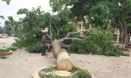 Đồng loạt loại bỏ cây ngô đồng trong trường học