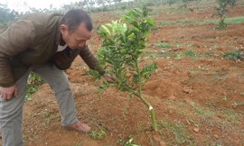 Bị kẻ xấu phá hoại trang trại, một hộ dân rơi vào cảnh khốn đốn