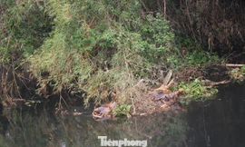 Ô nhiễm nghiêm trọng sông Đào, sông Vinh