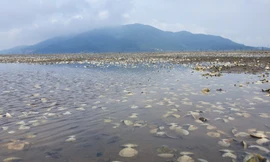 Người dân Hà Tĩnh lao đao vì ngao chết trắng đầm