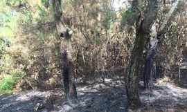 Khởi tố đối tượng 3 lần đốt rừng để trả thù, giải khuây