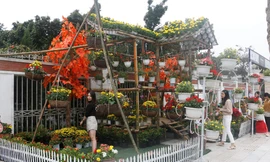 Rực rỡ đường hoa thành phố Vinh những ngày áp tết