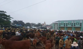 ‘Tất niên’ phiên chợ trâu bò lớn nhất Bắc Trung Bộ