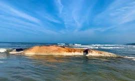 Cá Ông 'khủng', nặng 10 tấn dạt vào bờ biển Hà Tĩnh