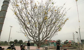 'Cụ mai 'xuống phố được trả giá trăm triệu đồng ở Hà Tĩnh