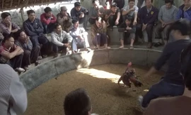 Biến xưởng sản xuất đá lạnh thành sới gà, hơn 20 đối tượng bị bắt giữ