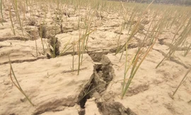 Sông ngòi cạn khô, cá chết hàng loạt, lúa non khô cháy