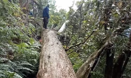 Gần 200 cây pơ mu bị đốn hạ: Khởi tố thêm 2 kiểm lâm