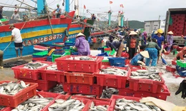 Vào bờ tránh bão, ngư dân Bãi Ngang vẫn có khoang thuyền đầy ắp cá