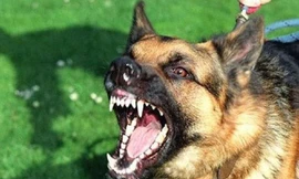 Bé trai 7 tuổi tử vong nghi bị chó dại cắn từ 2 tháng trước