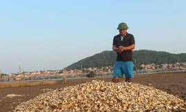 Cá, ngao chết hàng loạt không rõ nguyên nhân ở Nghệ An
