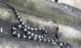 Rắn dài hơn 1m bò lên giường cắn bé trai 22 ngày tuổi tử vong