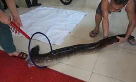 Người dân bắt được 2 con cá lệch 'khủng' trên sông Lam, bán giá 30 triệu đồng