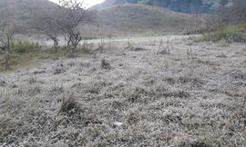 Băng giá phủ kín rừng cây bãi cỏ ở huyện biên giới Nghệ An