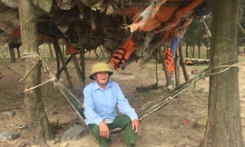 Chuyện cựu binh xứ Nghệ dành tiền trồng phi lao cứu người