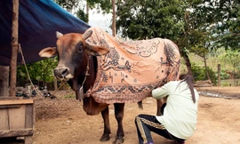 Hàng trăm gia súc ở miền núi Nghệ An bị chết rét