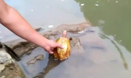 Người đàn ông mua lại rùa vàng quý hiếm để phóng sinh