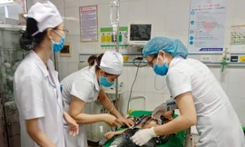 16 học sinh nhập viện vì bị ong trong sân trường tấn công