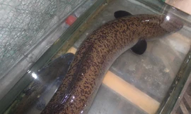 Bắt được cá lệch khủng nặng 15kg ở Nghệ An