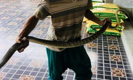 Ngư dân Nghệ An chèo thuyền bắt rắn hổ trâu 'khủng', nặng 3kg