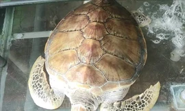 Cá thể rùa đang được chủ nhà hàng chăm sóc.