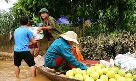 Mưa lũ khiến 5 người chết, người trồng bưởi đặc sản lo tổn thất trăm bề