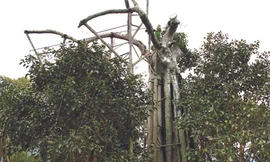 Chuyện cây đa Tân Trào 300 tuổi sinh hậu duệ