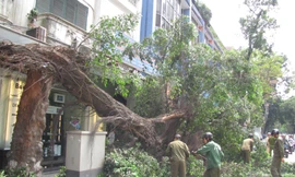 Hà Nội: Cây cổ thụ gãy đổ trên phố