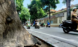 Hà Nội: Nhiều cây xanh chết khô, mục ruỗng gốc chờ đổ mùa mưa bão