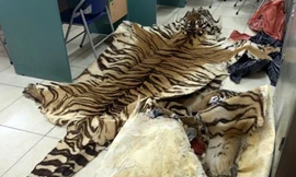 Phát hiện tài xế taxi chở 3 bộ da và 2 đầu hổ