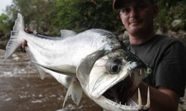 Khám phá loài cá ma cà rồng gớm ghiếc, có nanh dài 15cm