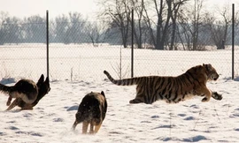 Khó tin chó nhà đuổi hổ dữ chạy té khói