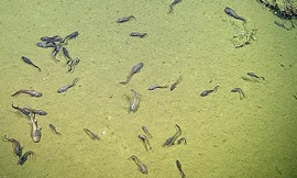 Phát hiện lươn và cá mập sống được ở vùng nước thiếu ôxy không tưởng