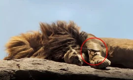 Thằn lằn lén lút bắt ruồi trên lưng sư tử đang ngủ say