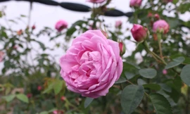 ‘Mãn nhãn’ những giống hồng cổ được ‘săn lùng’ chơi Tết