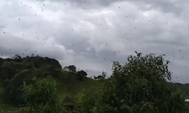 Choáng với cơn mưa nhền nhện ở Brazil