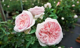 Hồng cổ Sapa có giá hàng trăm triệu đồng "hút" khách chưng Tết 2019