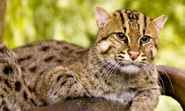 Khám phá thú vị loài mèo cá giỏi bơi lội và bắt cá của Việt Nam