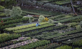 Làng hoa lớn nhất miền Tây lần đầu thu phí tham quan