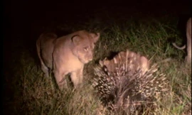 Dù là 'chúa tể sơn lâm' nhưng sư tử vẫn phải chịu khuất phục trước nhím