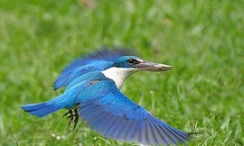 Khám phá loài chim mắt tinh lạ, thường thấy ven biển VN