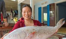 Cá sủ vàng tiền tỷ của ngư dân rao bán mỗi ngày thêm đậm màu đồng