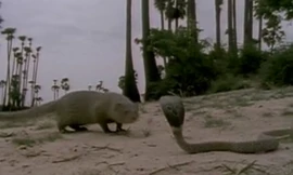 Cầy mangut đấu rắn hổ mang: Con nào sẽ trở thành miếng mồi?