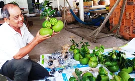 1,3 triệu đồng mỗi trái bưởi hồ lô in chữ thư pháp