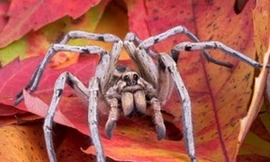 Nhện sói có thể nhả tơ từ... chân