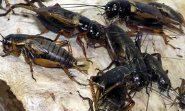 Nghiên cứu về tiếng kêu của loài dế trong kỷ Jura