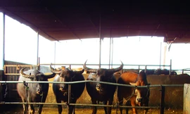 Bi hài kiện trâu điên xổng lò sau 3 năm